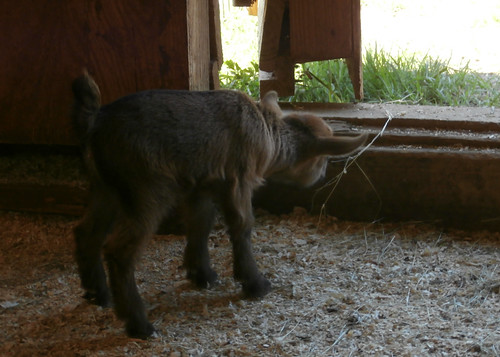 kid goat pygmy tupelobuffalopark