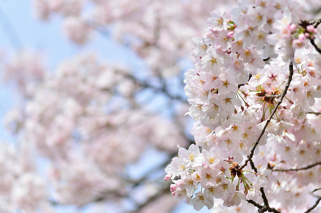 サクラ　Cherry blossoms