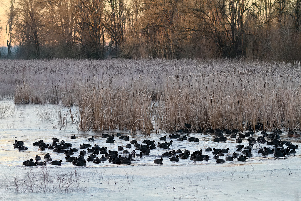 A group of American coots feeds in an open area of a frozen lake