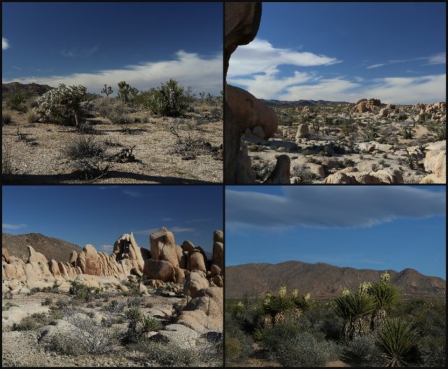 JTNP desert collage
