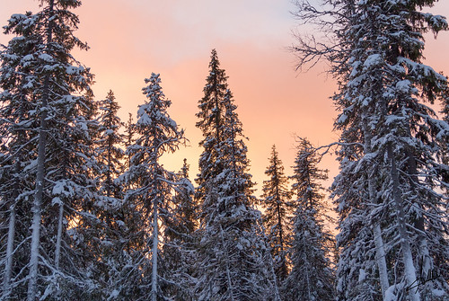 sunset atardecer nieve finlandia laponia