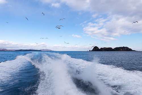 sea sky bird japan gull pacificocean 日本 海 空 miyagi 風景 ウミネコ 太平洋 2016 宮城県 野鳥 東北地方 nikond610 アルティア