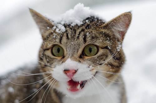 snow cat spice experience