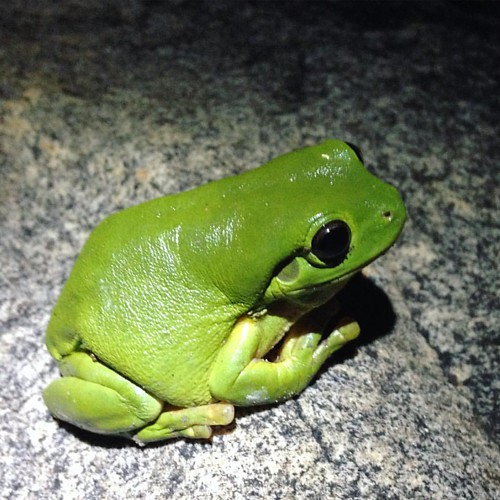 Rigby Falls Green Frog