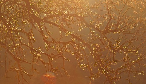 winter sunset tree nature backlight germany geotagged deutschland gold thüringen model bokeh branches thuringia nikkor boughs wald goldenhour februar brushwood zweige thüringerwald