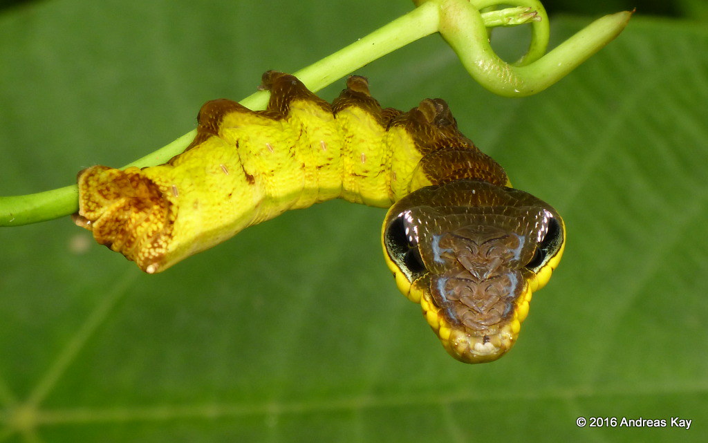 Snake-mimic caterpillar, Hemeroplanes triptolemus, Sphingidae