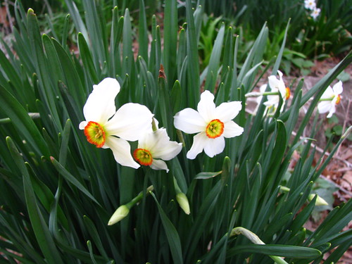 Poet's daffodil