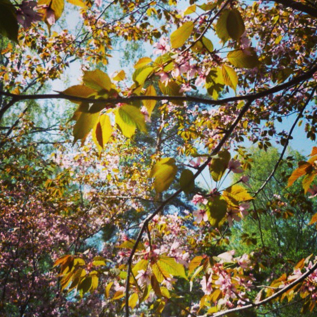 Love #sakura in #finland #spring #2014 this year I missed these #roihuvuori #helsinki #cherry #tree #pink #leaves #amazing