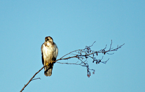 sky tree bird perched buzzard buteobuteo thirds musvåge