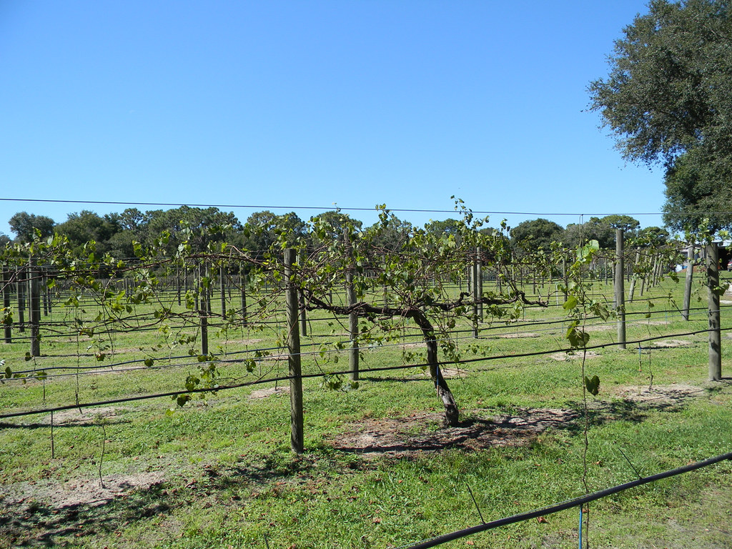 A Visit Back to Rosa Fiorelli Winery, Bradenton, FL 1