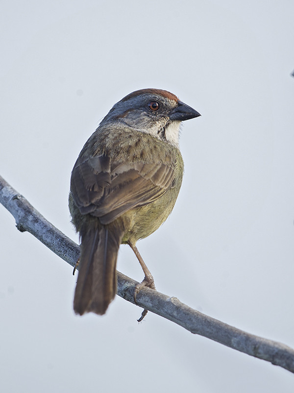Zapata Sparrow   endemic to Cuba