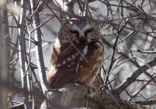 Northern Saw-whet Owl with mouse