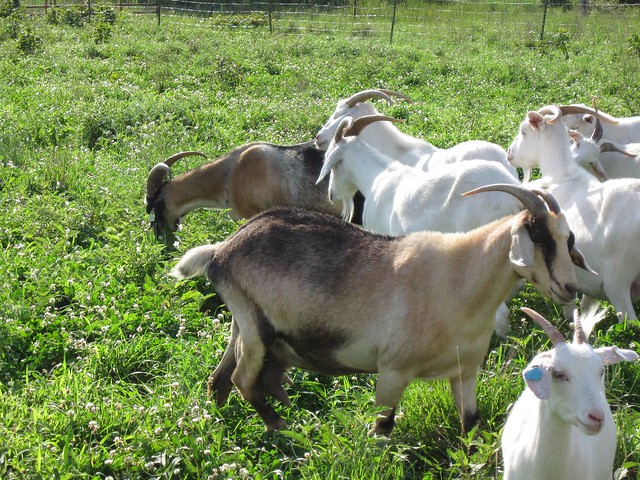 Local goat farming (USDA grant)
