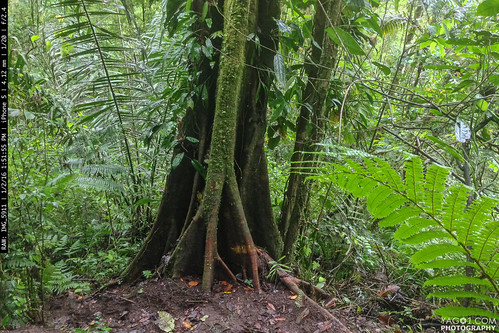 tree nature ecuador jungle