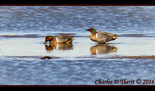 11000 7d 7dclassic 7dmark1 7dmarki 80 800mm black brown canon colorado duck ef2x ef400mmf28liiusm ef400mmf28liiusm20x eos7d explore extender extender2x extender2xii f8 green greenwinged nature orange supertelephoto teal teleconverter telephoto unitedstates usa white wildlife yellow geo:lat=3757353440 geo:lon=10609194190 geotagged homelake montevista best wonderful perfect fabulous great photo pic picture image photograph