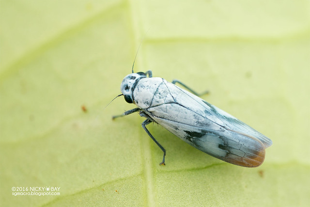 Leafhopper (Cicadellidae) - DSC_7821