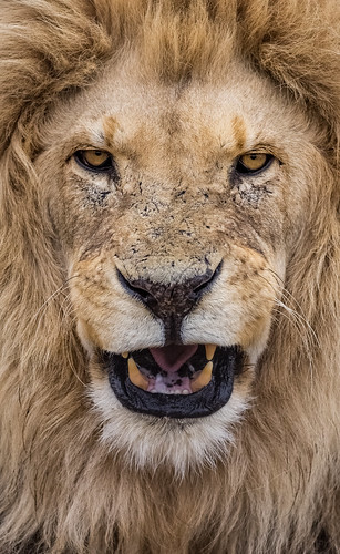 africa portrait animal southafrica close lion safari roar sigma150600