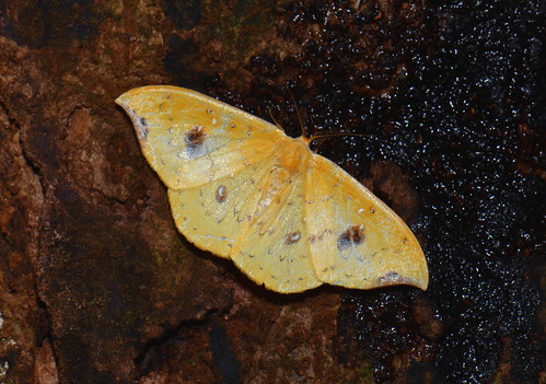 sumatra indonesia moth lepidoptera drepanidae gunungleuser ketambe taxonomy:order=lepidoptera geo:country=indonesia tridrepanafulvata taxonomy:family=drepanidae taxonomy:binomial=tridrepanafulvata