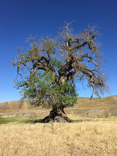 california usa tree flora location vegetation 2016 sanluisobispoco bitterwaterroad