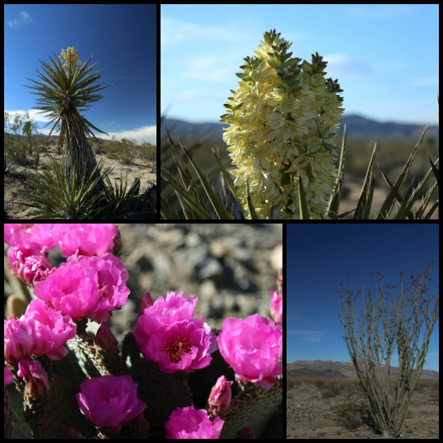 Blooming Cacti Collage