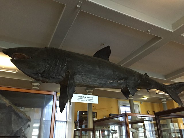 The huge basking shark, the second larger living species of fish in existence hangs from the ceiling of the ground floor of the Natural History Museum of Dublin