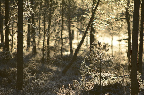 forest frost