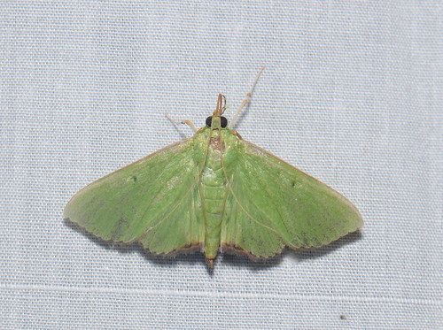 green sumatra moth lepidoptera lepi crambidae gunungleuser ketambe taxonomy:order=lepidoptera taxonomy:family=crambidae geo:country=indonesia