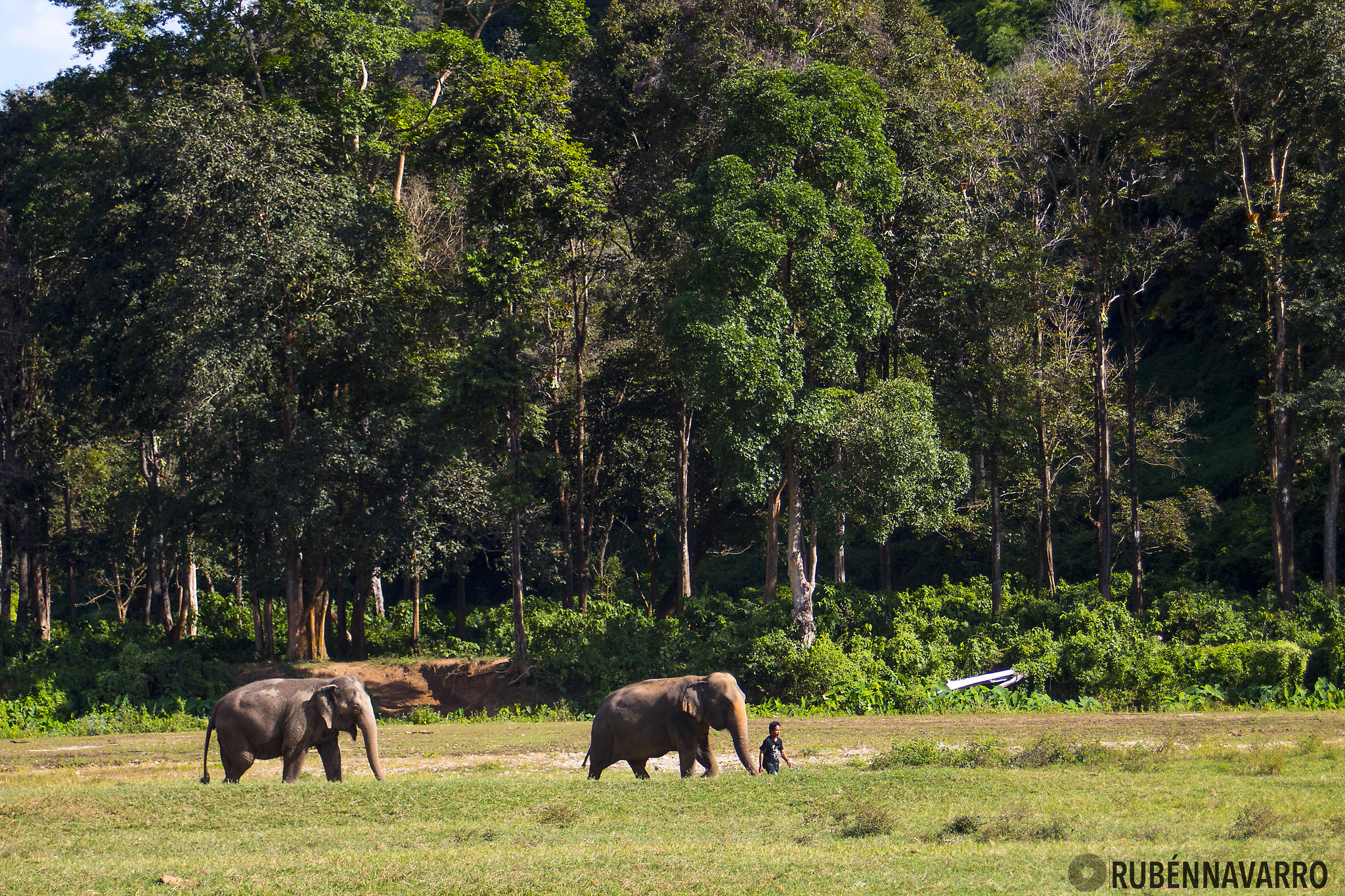 Elephant Nature Park turista responsable