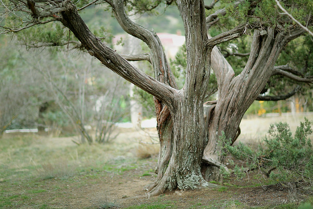 juniperus of Noviy Svit 04