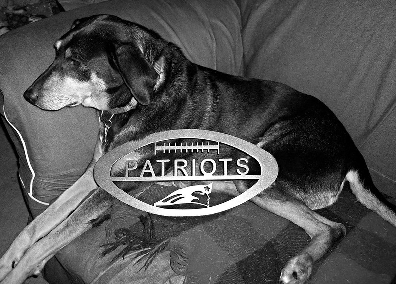 Senior hound mix rescued dog says Let's Go Patriots! #PatriotsNation #DoYourJob #adoptdontshop #PETriots - Lapdog Creations