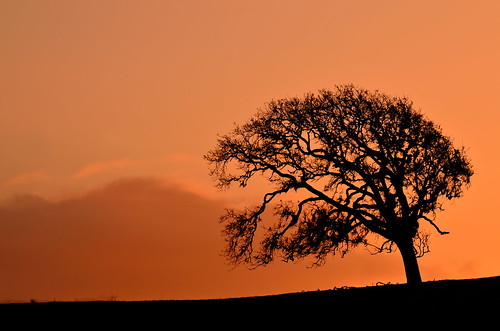 sunset silhouette landscape oak santaynez oaktree santaynezvalley dsc3263aw