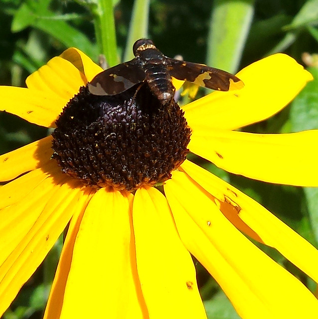 brown fly with brown-and-white camouflage wings on a black-eyed susan