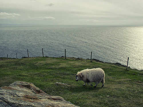 Sheep of Ireland #01
