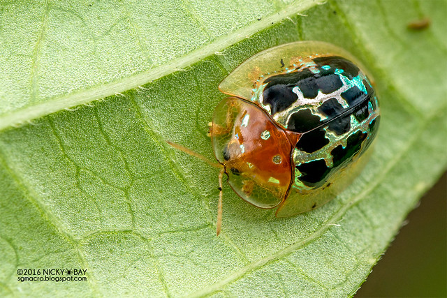 Tortoise beetle (Chiridopsis sp.) - DSC_3736