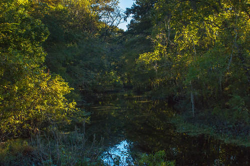 trees usa lake reflection sunrise pond louisiana atchafalayabasin bayou cedar swamp wetlands cypress riverdelta lakemartin baldcypress
