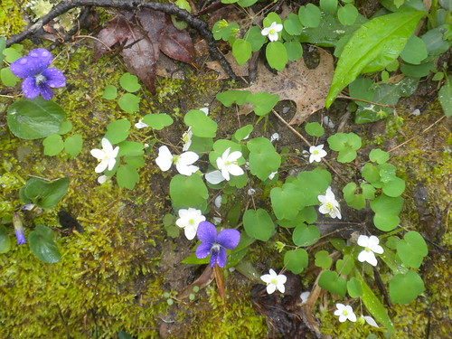 sc forest early moss spring woods flora stream purple cloudy herbs bank waterloo carolina botany laurens viola ranunculaceae damp blooming bryophyte anemonella violaceae thalictrum