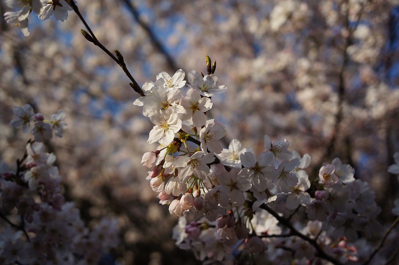 Cherry Blossoms x CONTAX Biogon 28mm F2.8
