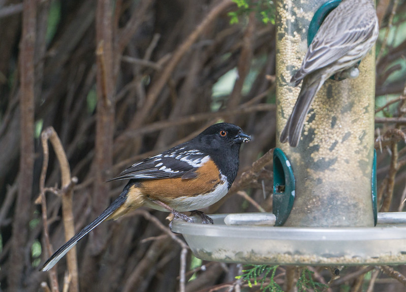 Spotted Towhee on feeder