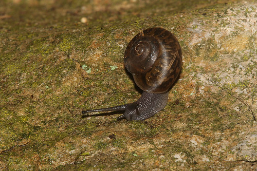 ohio usa snail adamscounty edgeofappalachiapreserve