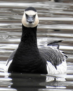 NJ: Barnacle Goose Head On