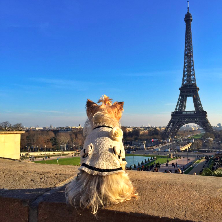 Viajar de París a Londres: Pau mirando la Torre Eiffel de París (Francia)