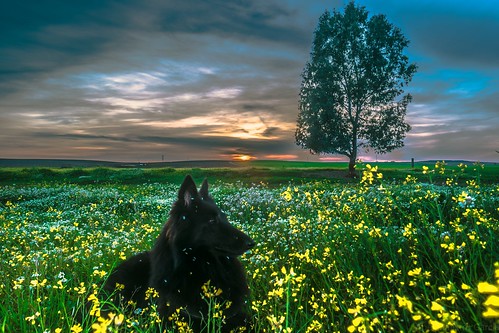 sunset españa dog pet flores tree primavera sol arbol atardecer nice andalucía spain europa europe negro andalucia belga perro amarillo prado nut abel pastor ocaso amarillas