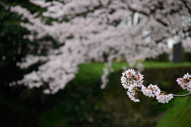 サクラ 　Cherry blossoms