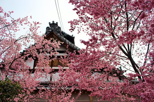 京都：長徳寺のオカメ桜（2016.3.13）