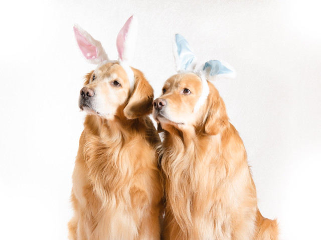 Golden Easter Bunnies