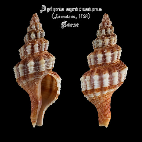 Aptyxis syracusana  (Linnaeus, 1758) 25848433271_db8b2760f3