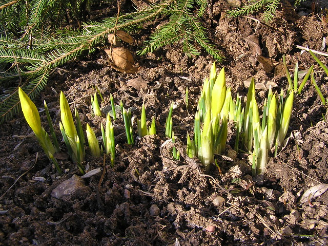 Iris danfodiae