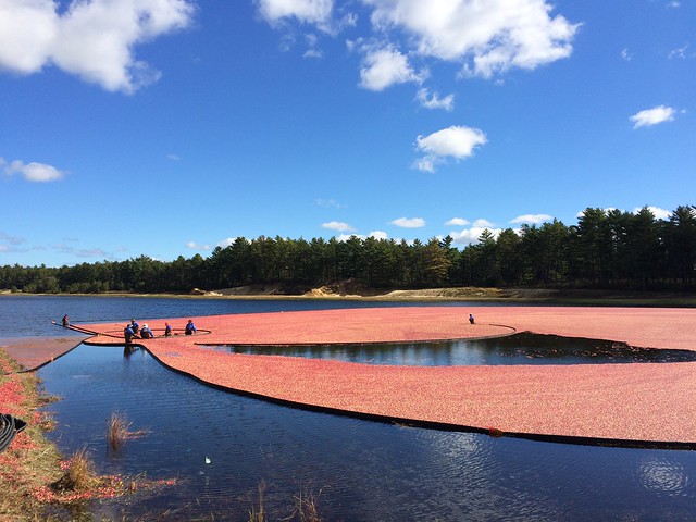 cranberries on the cape