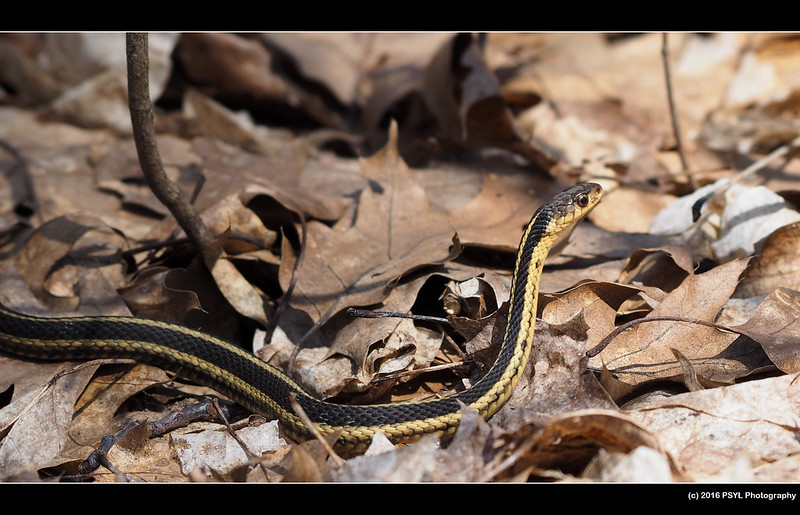Eastern garter snake (Thamnophis sirtalis sirtalis)