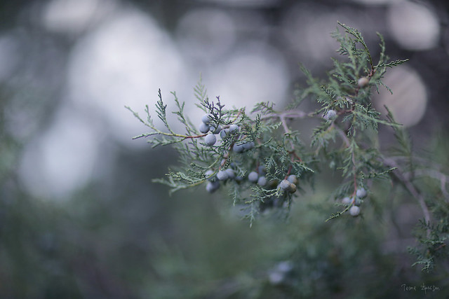 juniperus of Noviy Svit 06